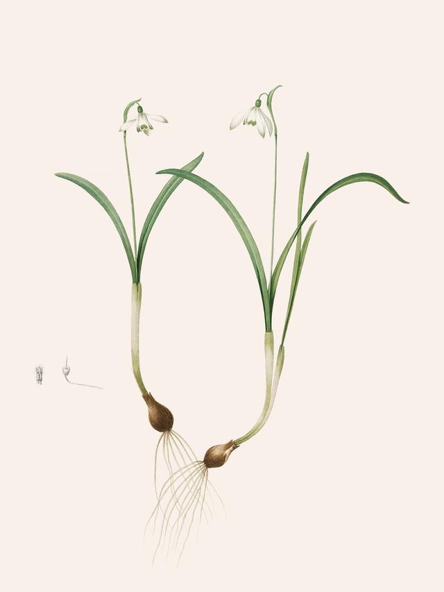 Pierre-Joseph Redouté, Les Liliacées, Vol. 4/ Pl. 200