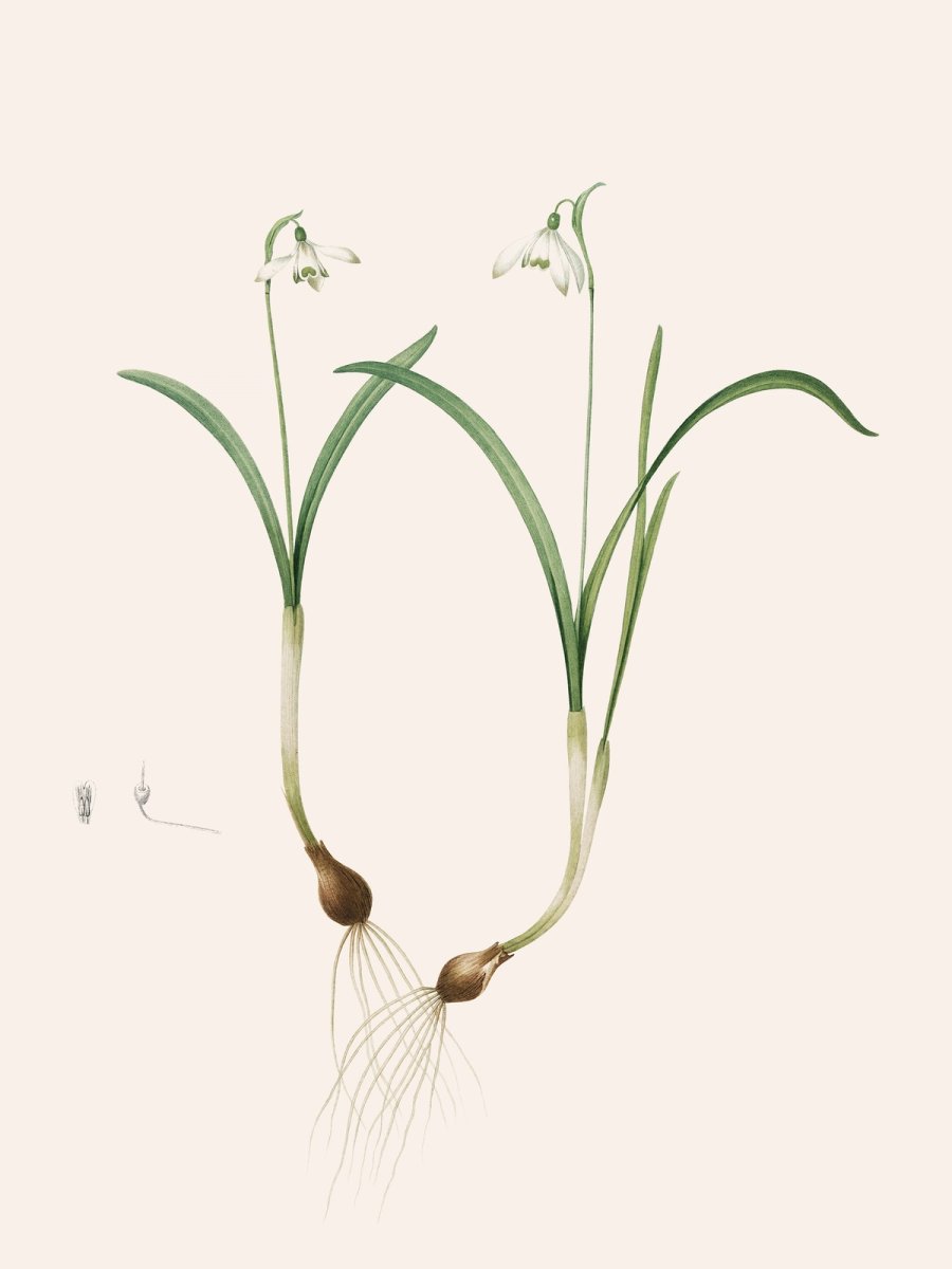 Les Liliacées, Vol. 4/ Pl. 200