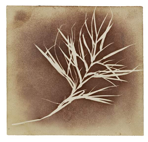 Calotype