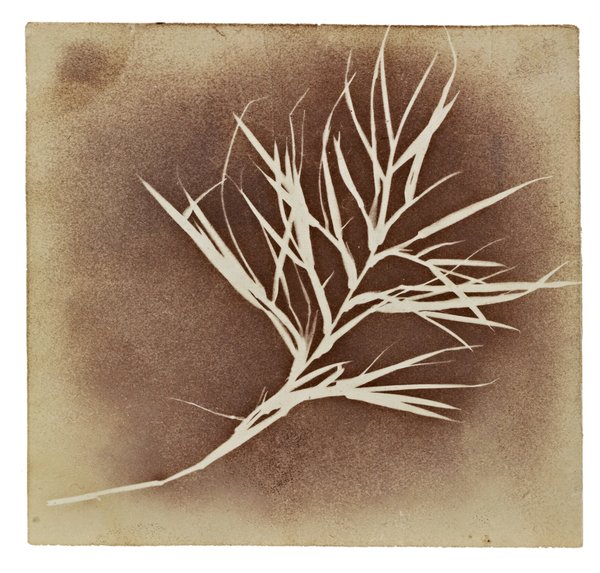 Calotype