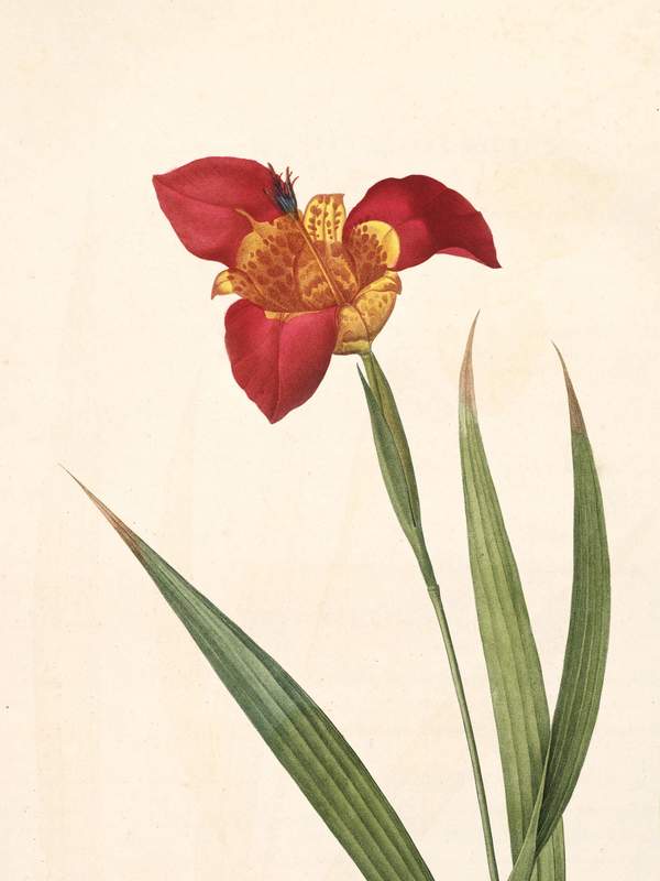 Pierre-Joseph Redouté: Botanical illustrations