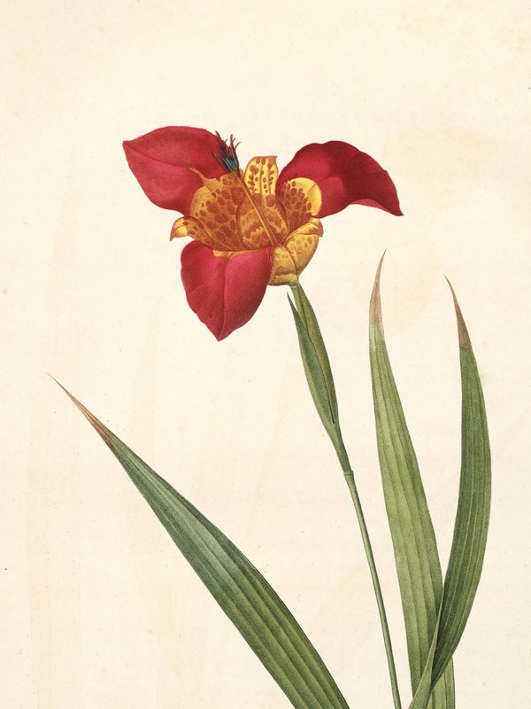Pierre-Joseph Redouté: Botanical illustrations