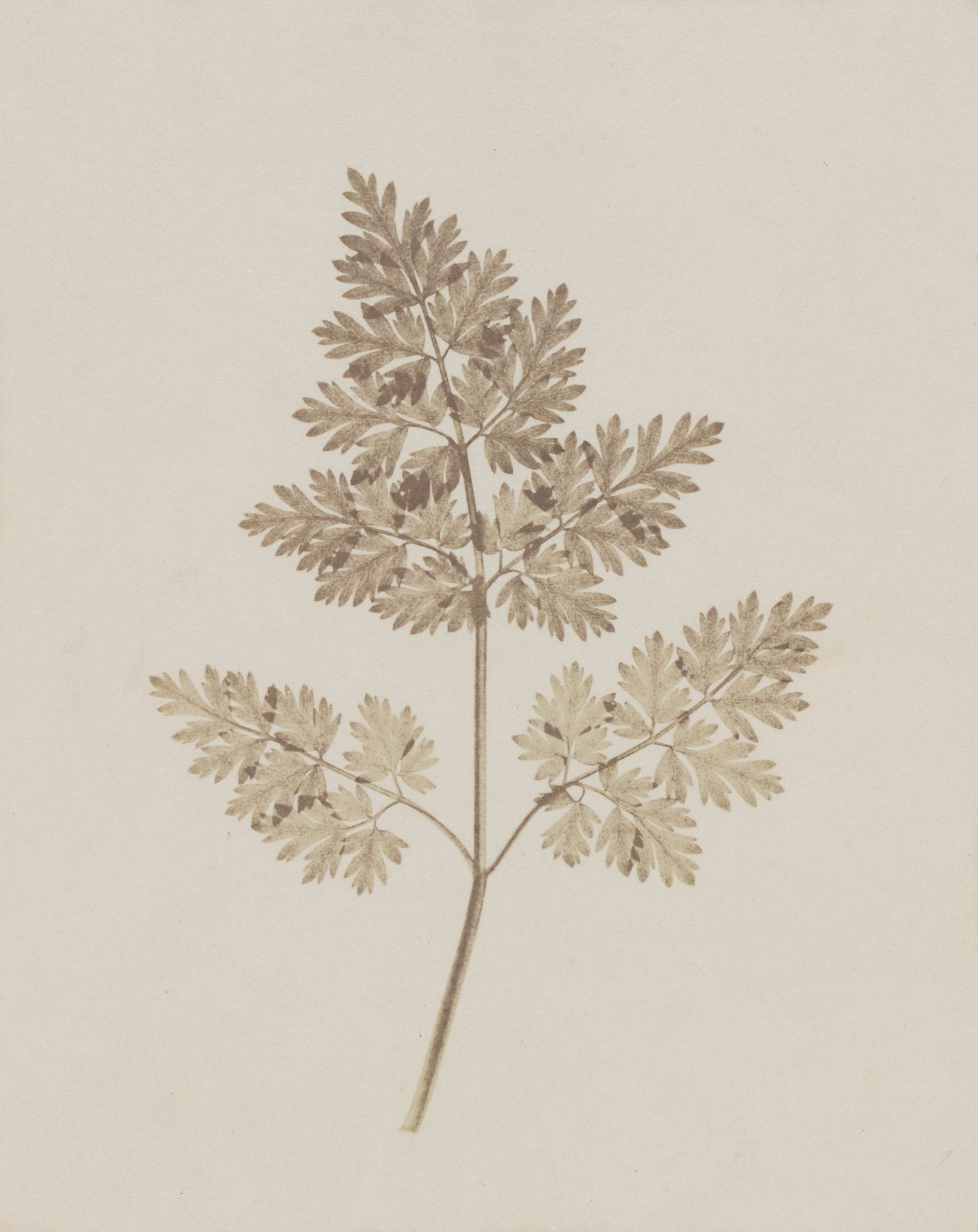 Fox Talbot: Plant Calotypes