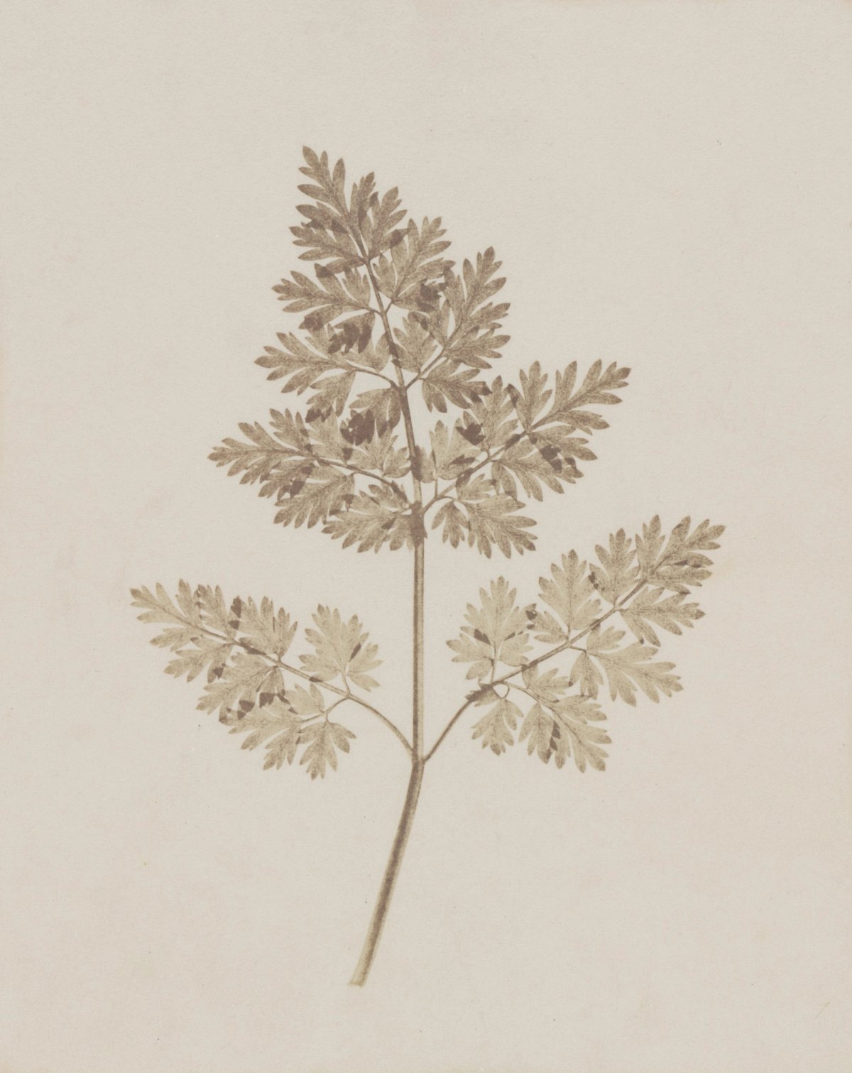 Fox Talbot — Plant Calotypes & the Invention of Paper Photography