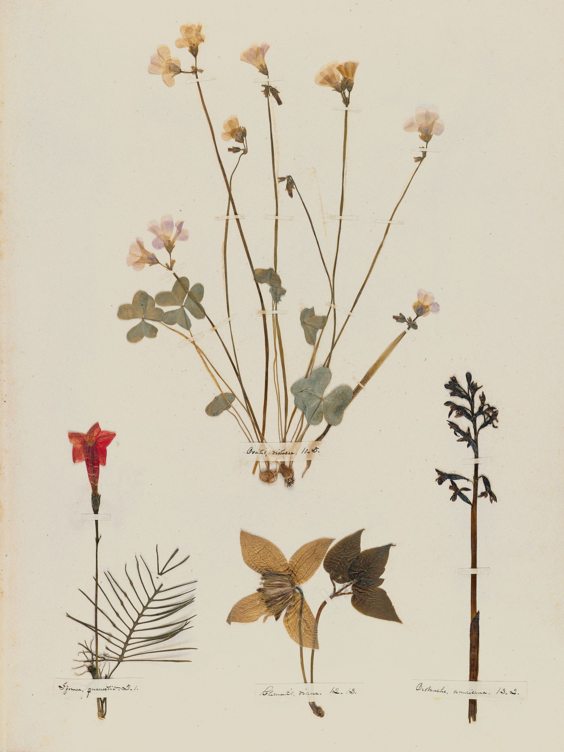 Emily Dickinson: Herbarium