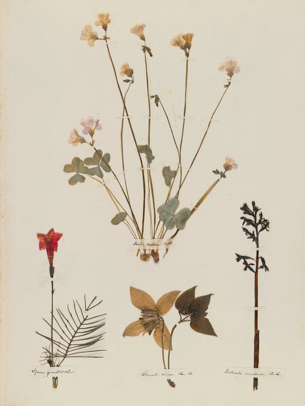 Emily Dickinson: Herbarium