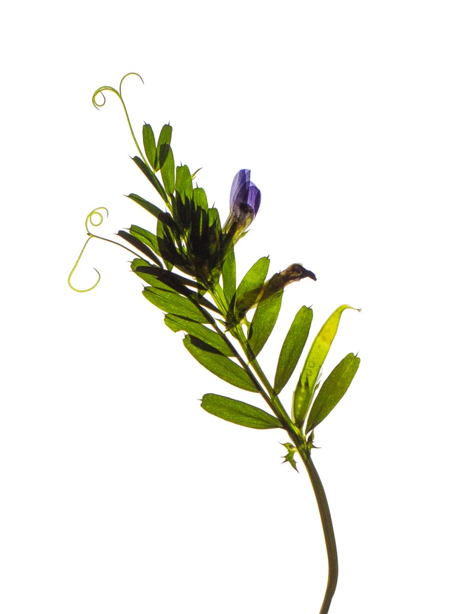 Detail, Thalkirchen, Germany, 05/2024