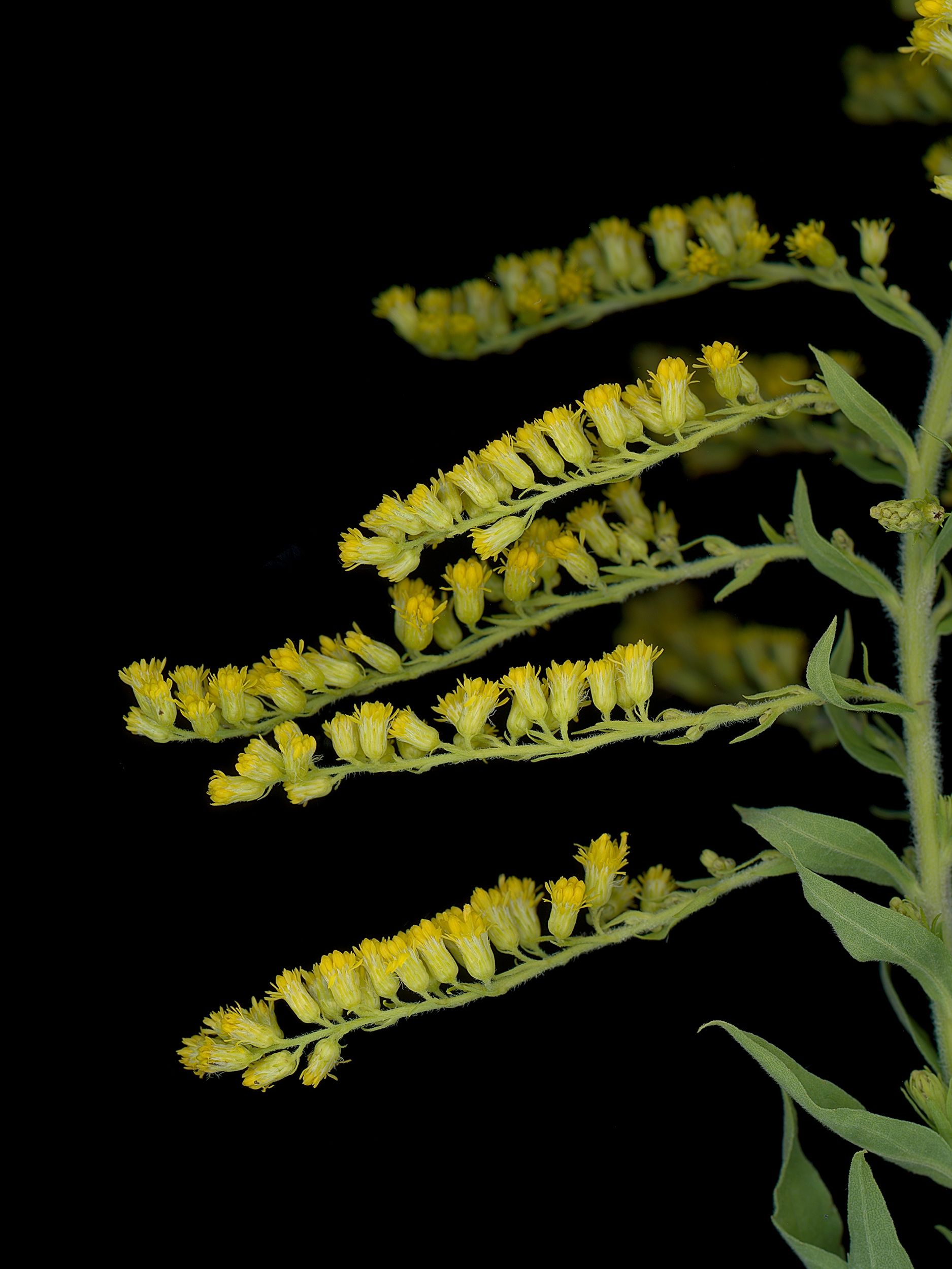 Detail of specimen collected in Thalkirchen, Germany, 10/2025