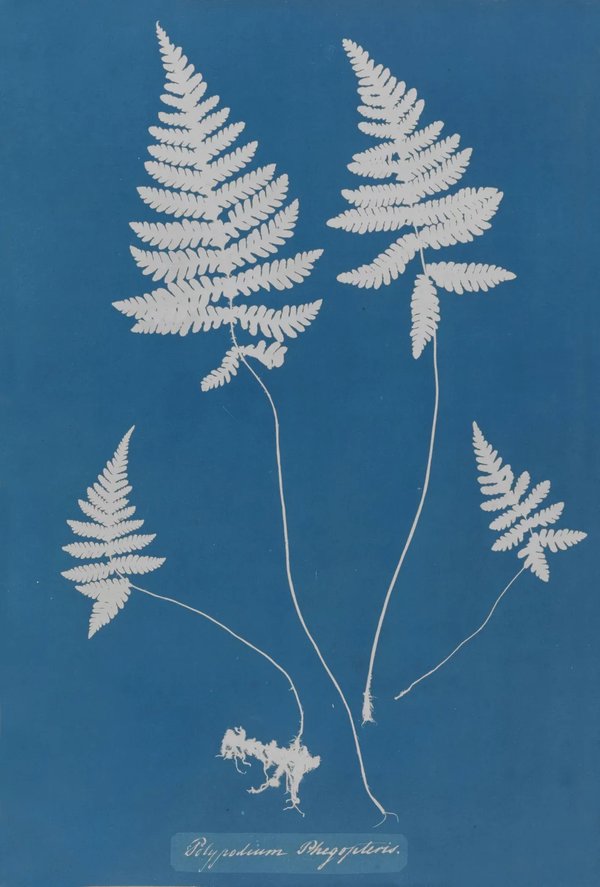 Anna Atkins — Botanical Cyanotypes & the First Photographic Book