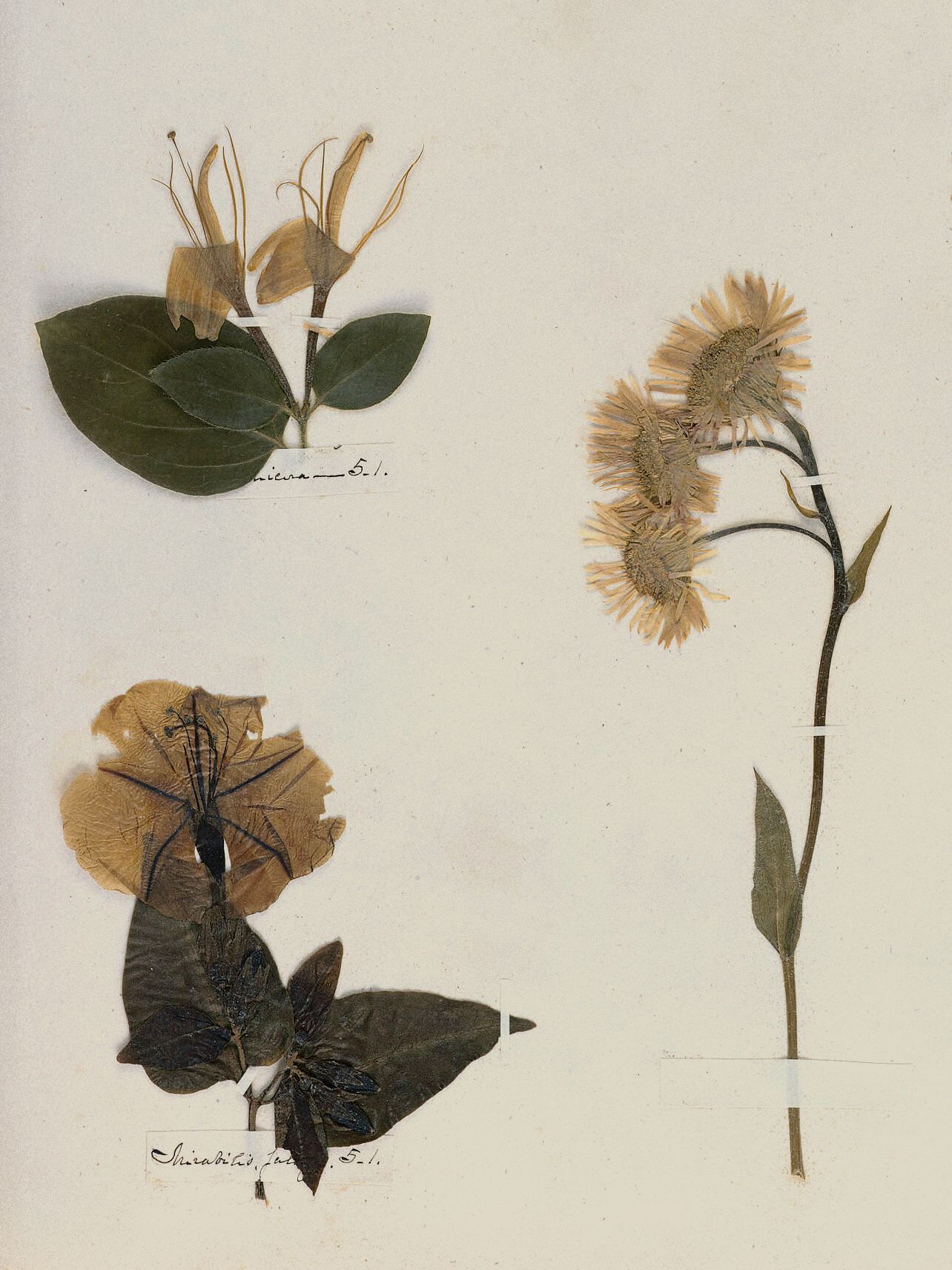 Emily Dickinson: Herbarium