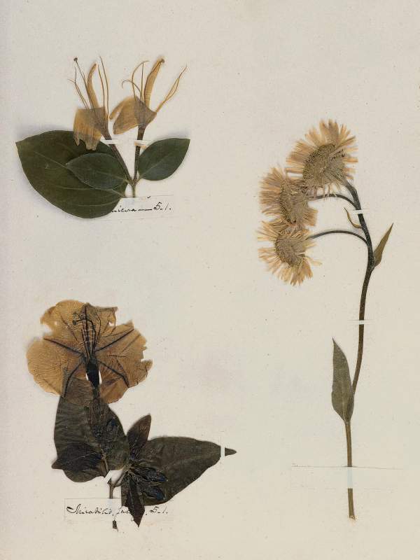 Emily Dickinson: Herbarium