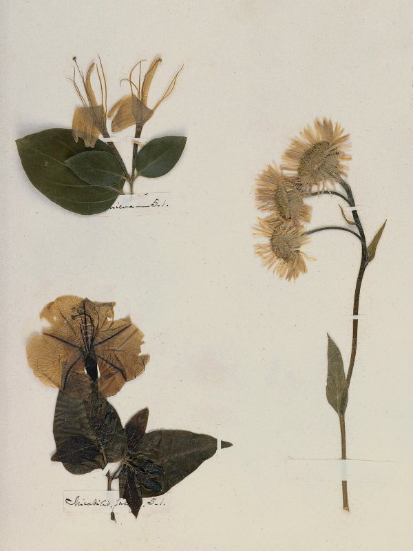 Emily Dickinson: Herbarium