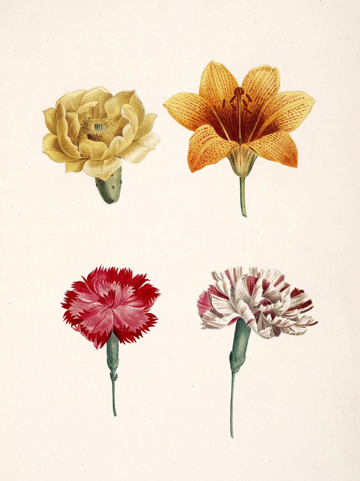 Pierre-Joseph Redouté: Botanical illustrations