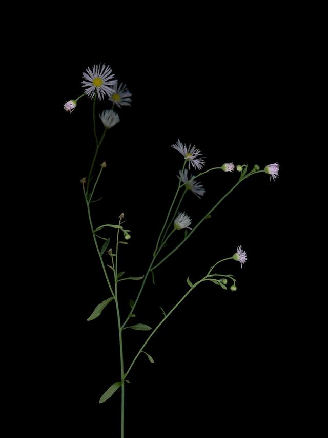 Specimen collected in Thalkirchen, Germany, 08/2025