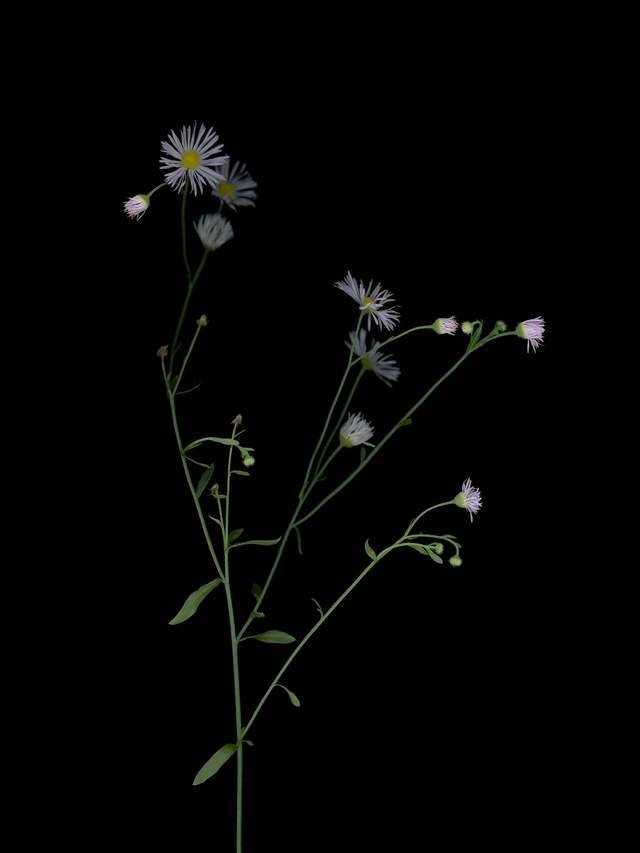 Thalkirchen, Germany, 08/2025