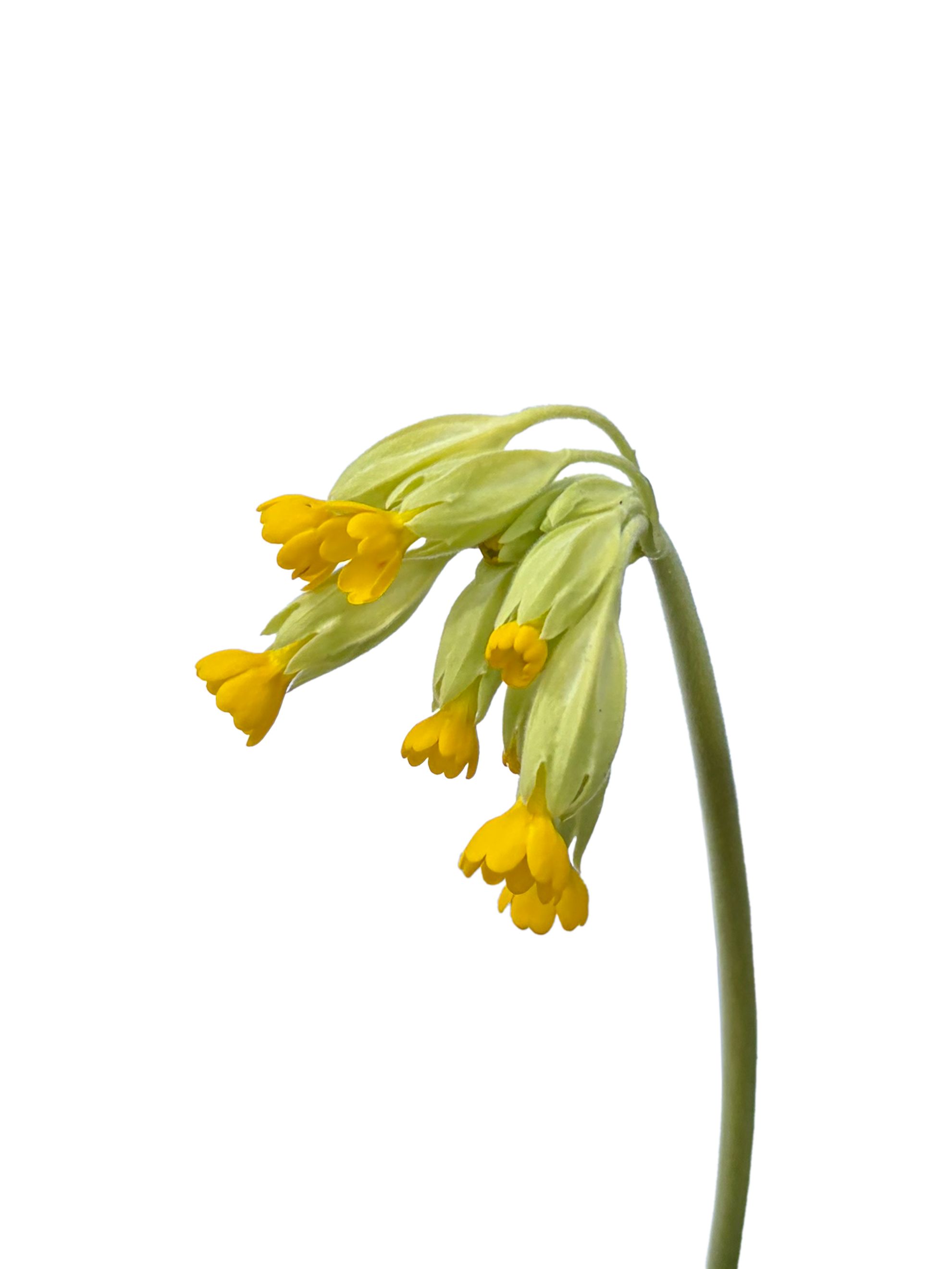 Pfullingen, Germany, 04/2026