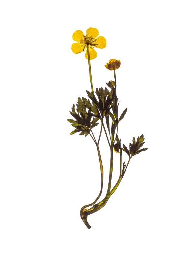 Specimen collected in Munich, May 2024