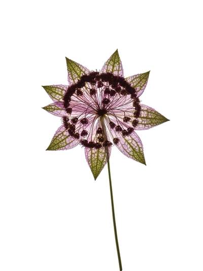 Backlit pressed specimen