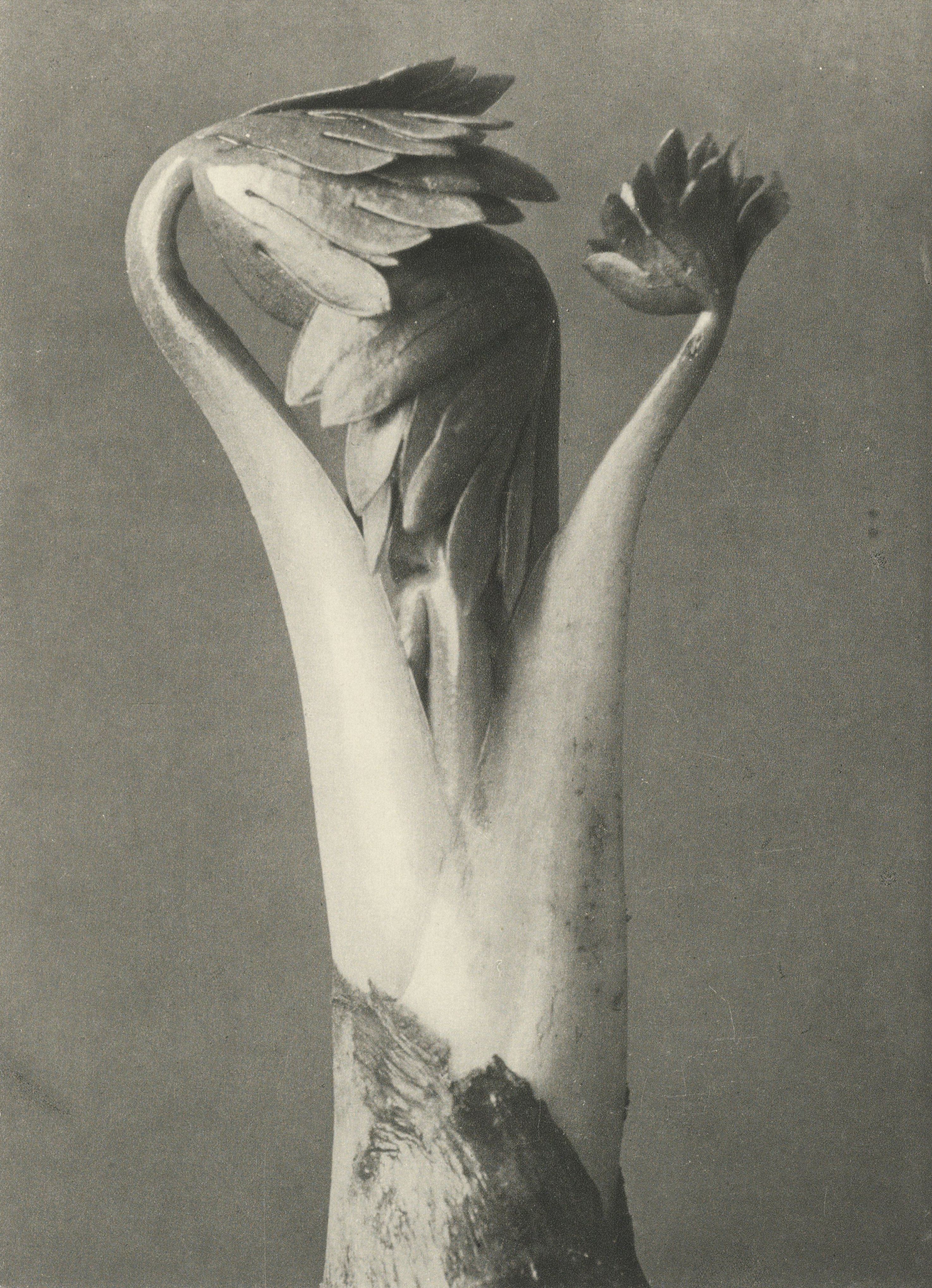 Karl Blossfeldt: Natural design archetypes