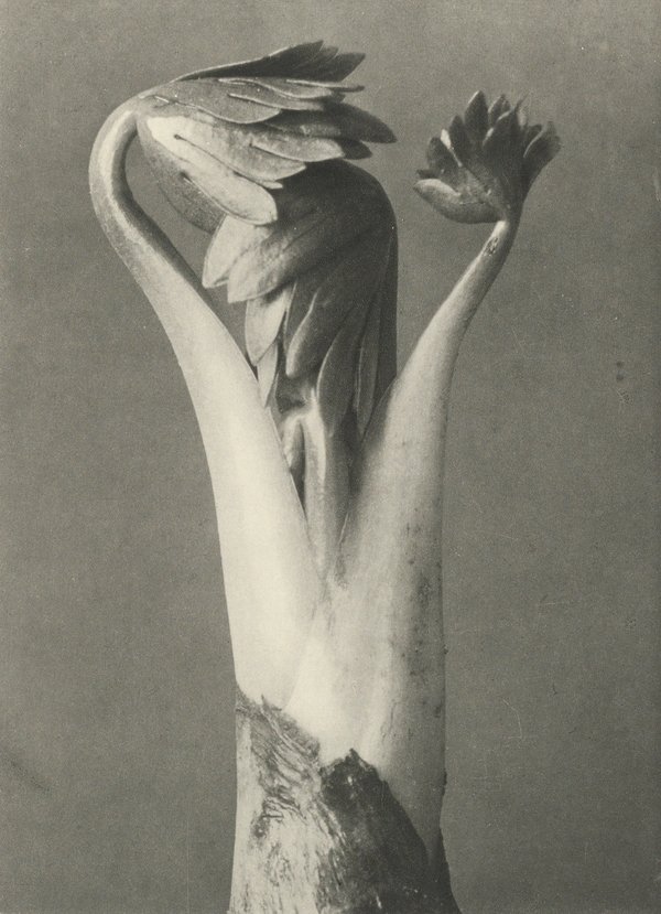 Karl Blossfeldt: Natural design archetypes