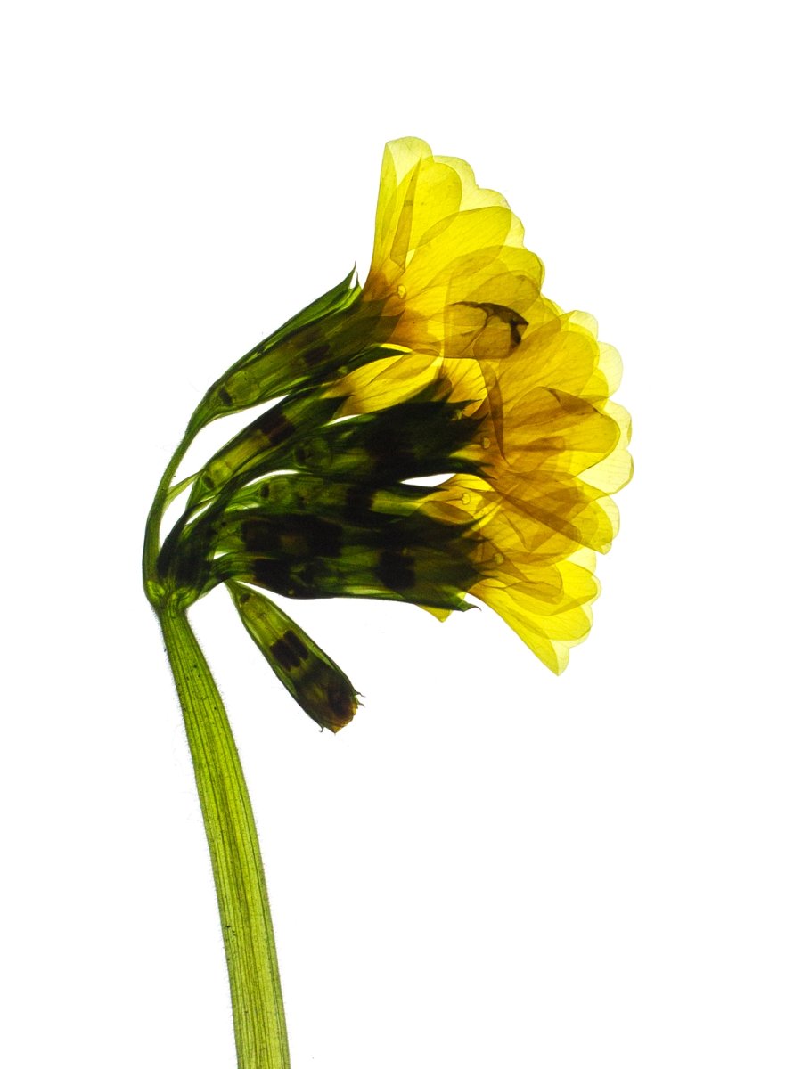 Detail, Pliezhausen, Germany, 03/2020