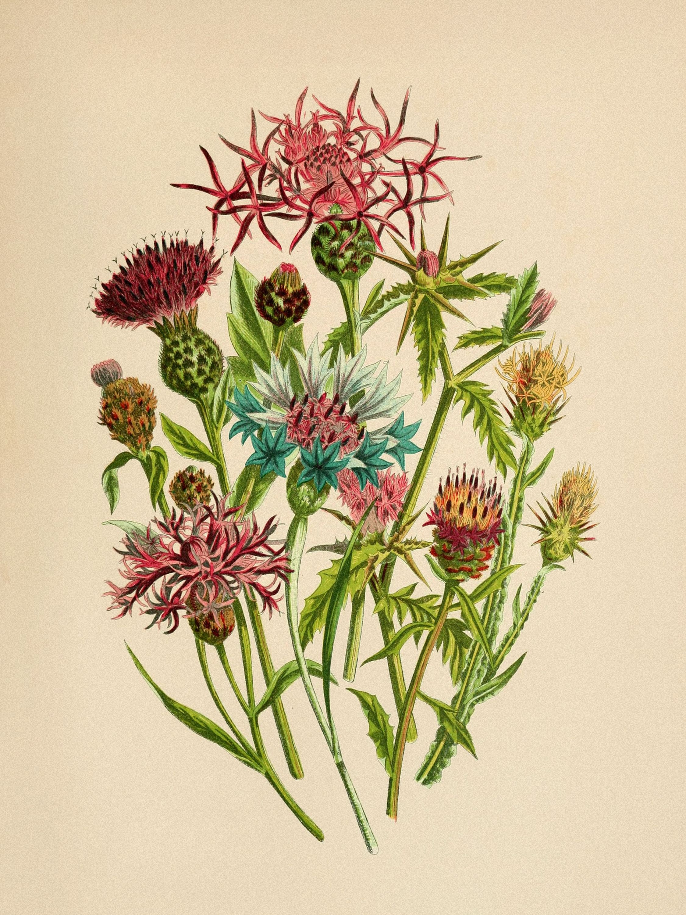 Plant Illustration