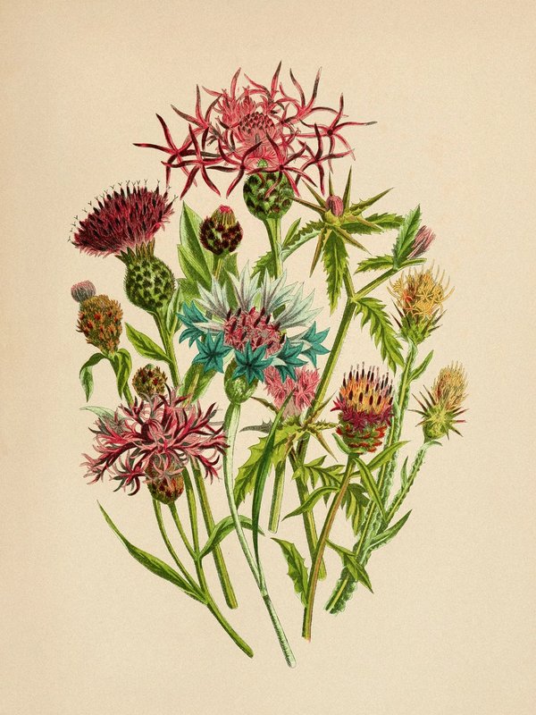 Plant Illustration