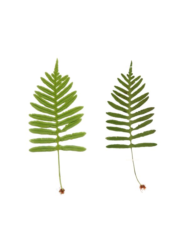 Anne Geene — Eternal Herbarium