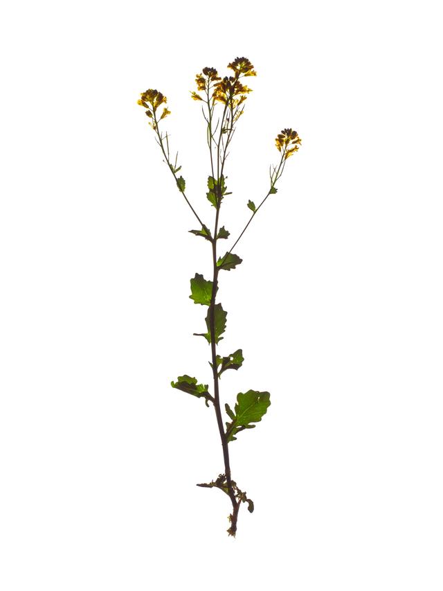 Specimen collected in Thalkirchen, 05/ 2024