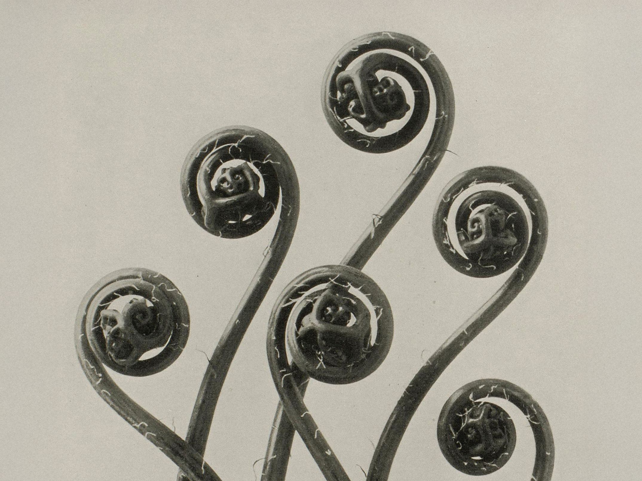 Karl Blossfeldt: Natural design archetypes