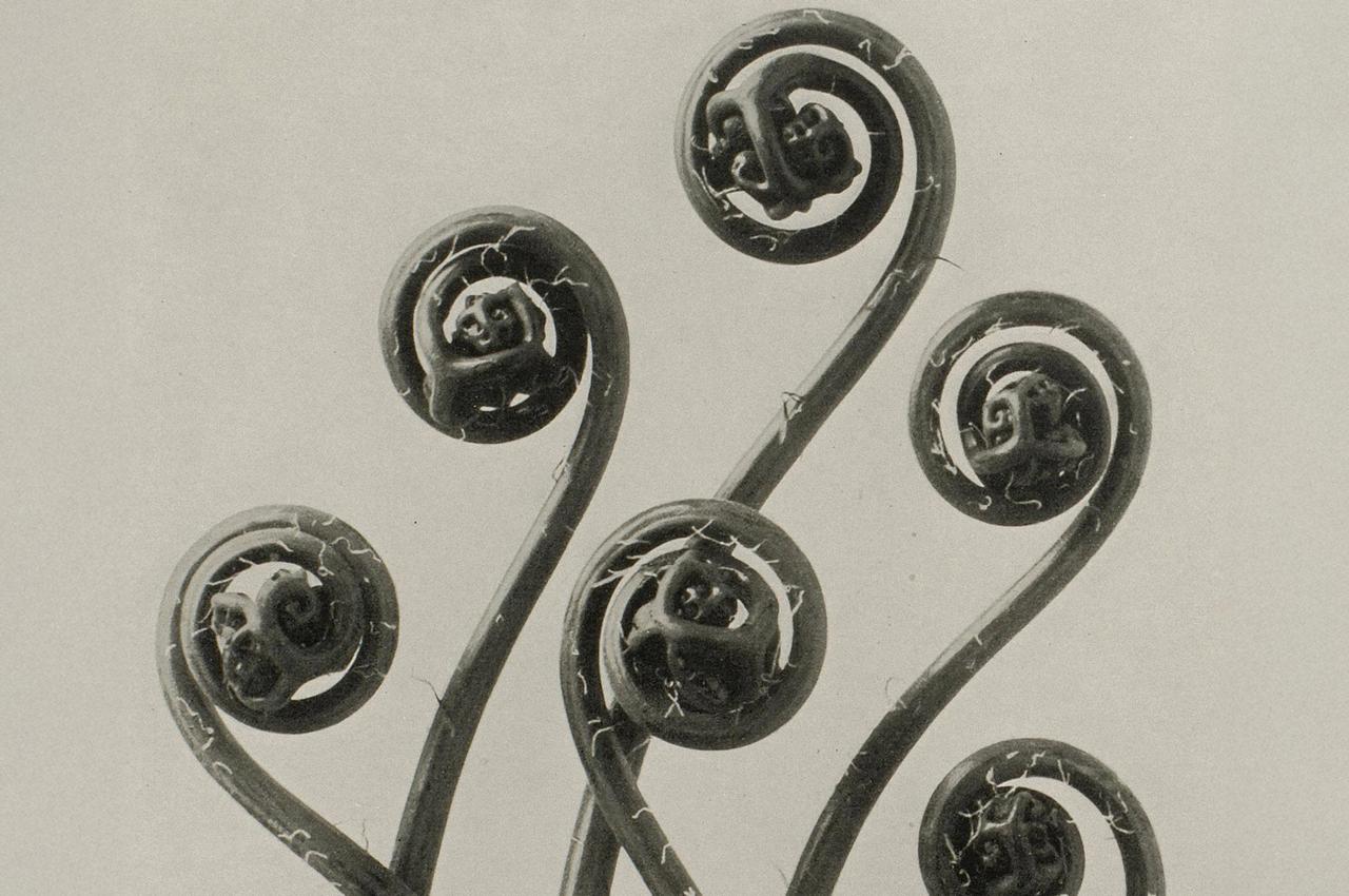 Karl Blossfeldt: Natural design archetypes
