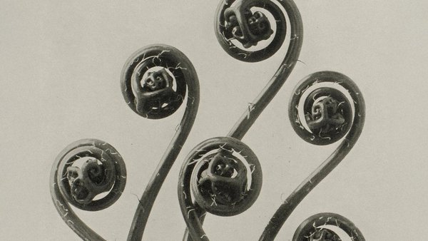 Karl Blossfeldt — Natural Design Archetypes