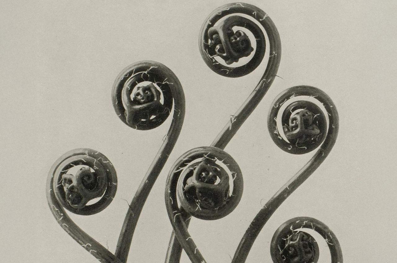 Karl Blossfeldt: Natural design archetypes