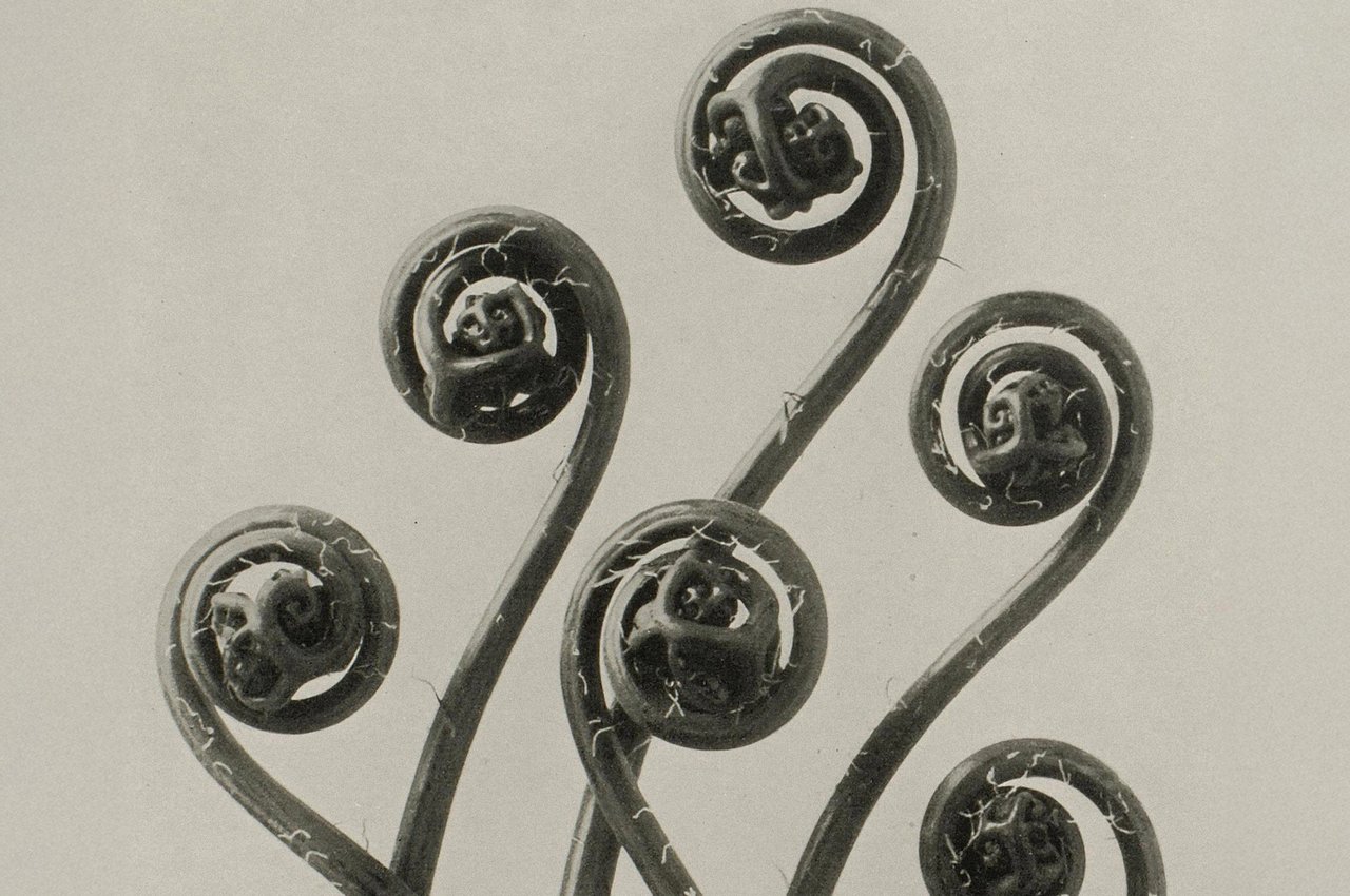 Karl Blossfeldt: Natural design archetypes