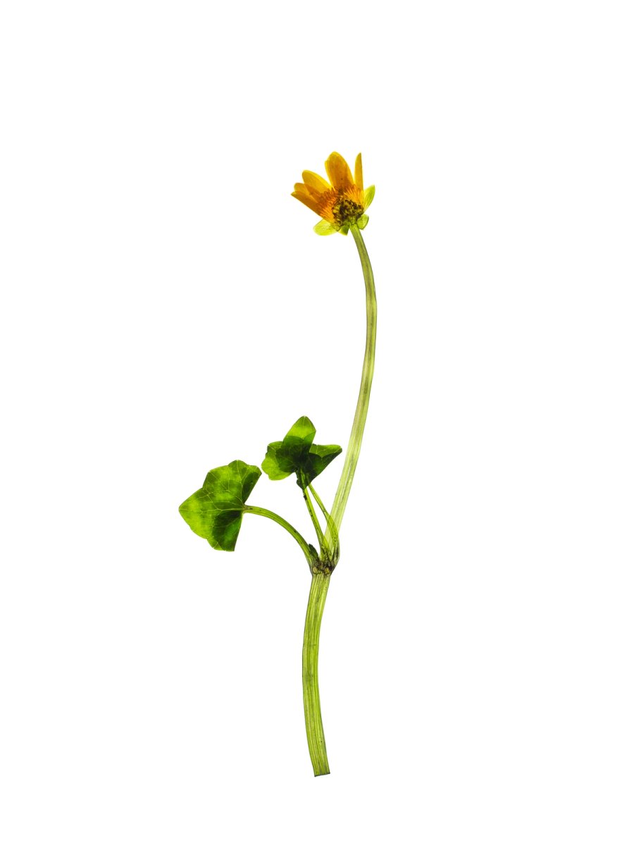 Pliezhausen, Germany, 03/2020