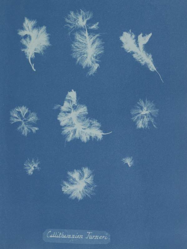 Cyanotype
