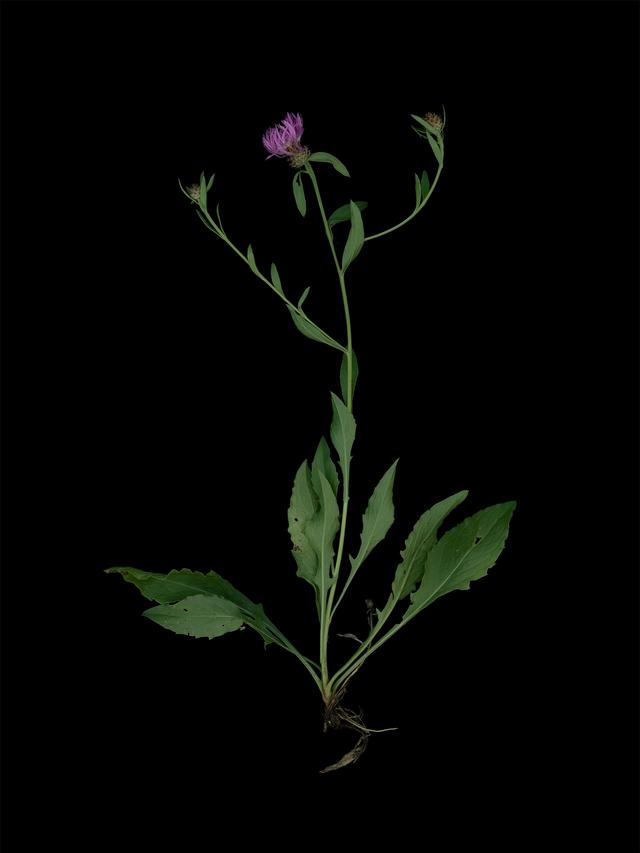 Specimen collected in Thalkirchen, Germany, September 2025