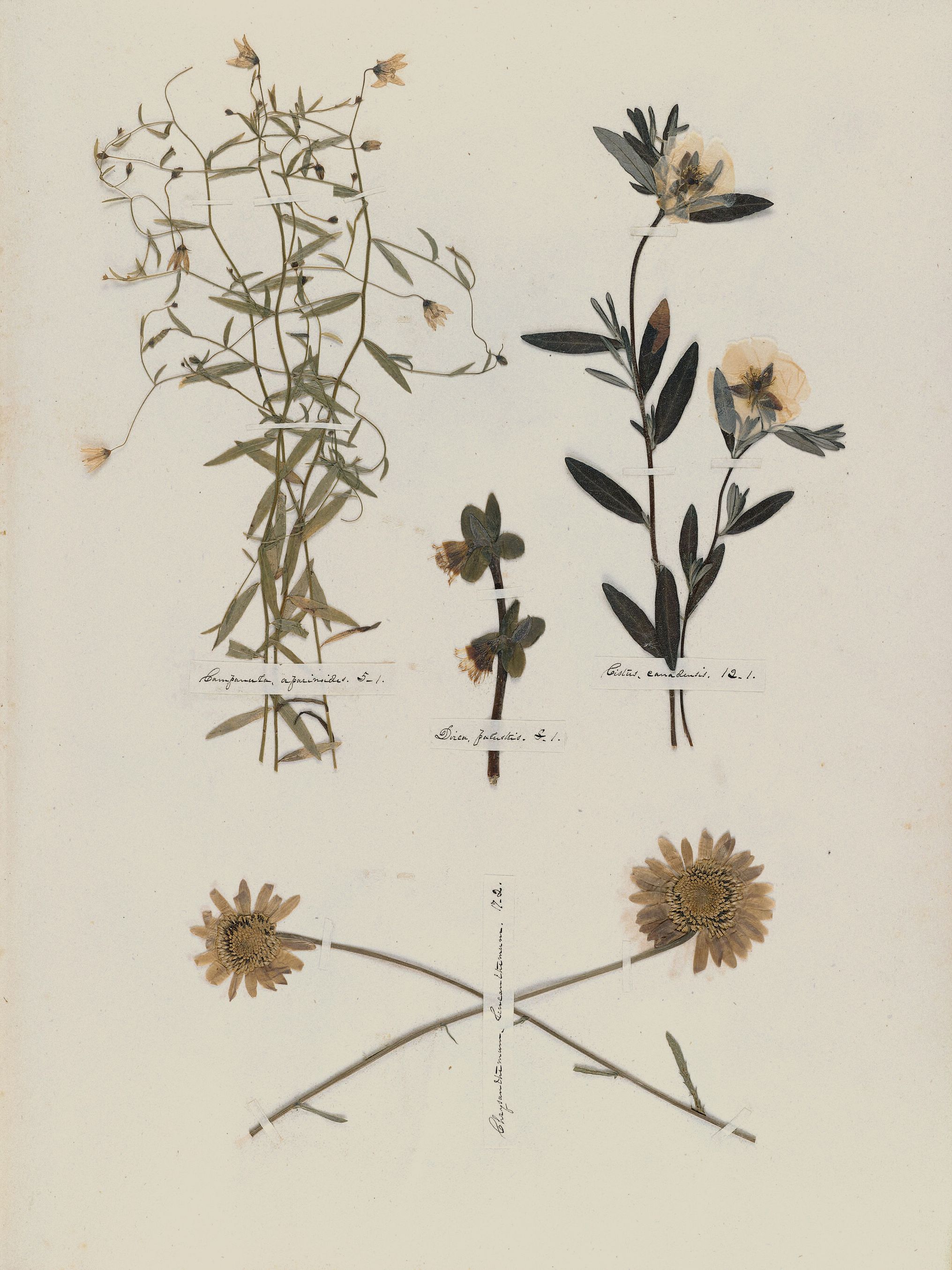 Emily Dickinson: Herbarium