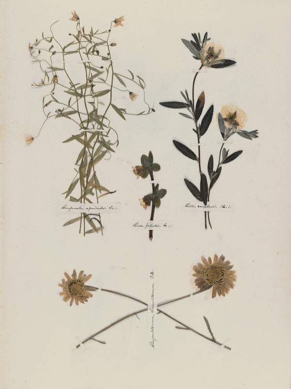 Emily Dickinson: Herbarium