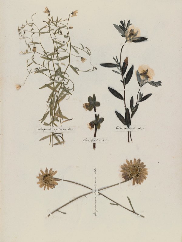 Emily Dickinson: Herbarium