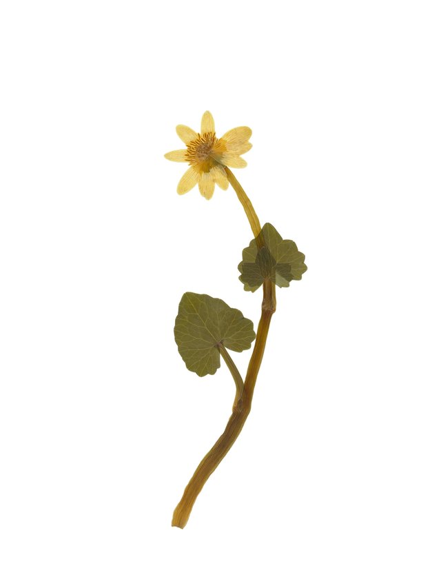 Pliezhausen, Germany, 04/2020