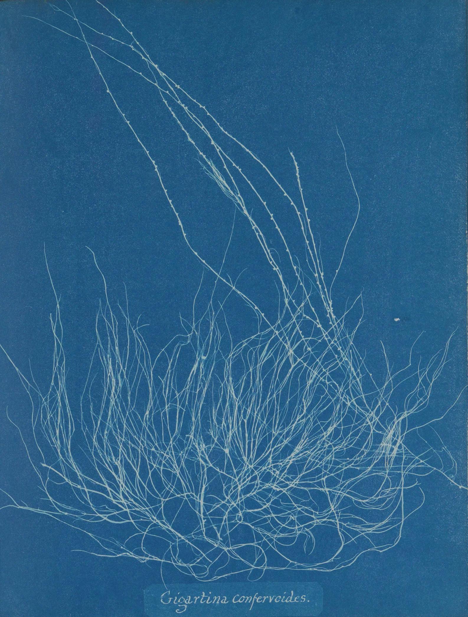 Anna Atkins: Cyanotypes
