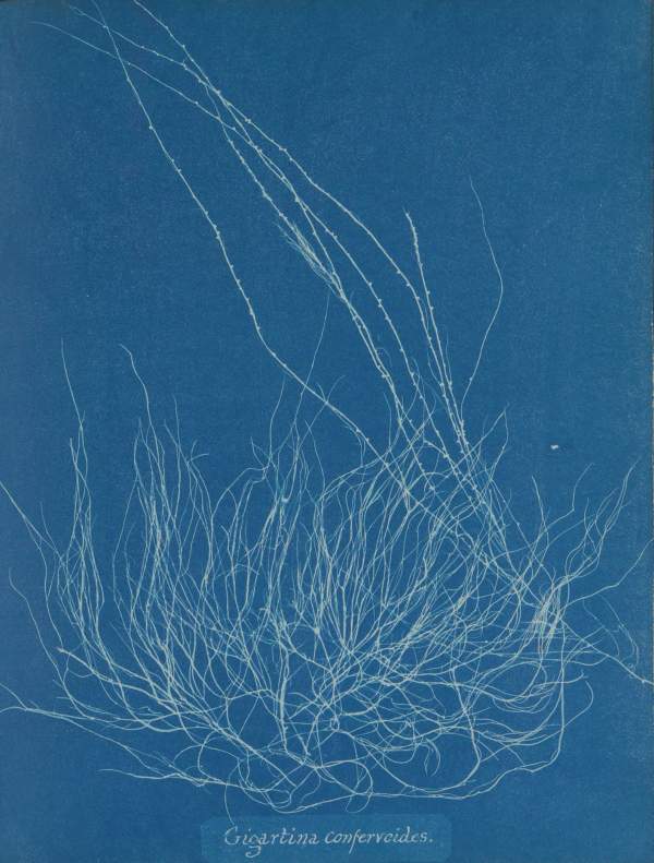 Anna Atkins: Cyanotypes