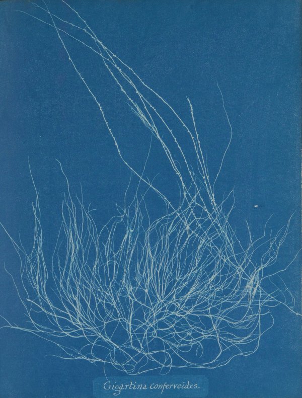 Anna Atkins — Botanical Cyanotypes & the First Photographic Book