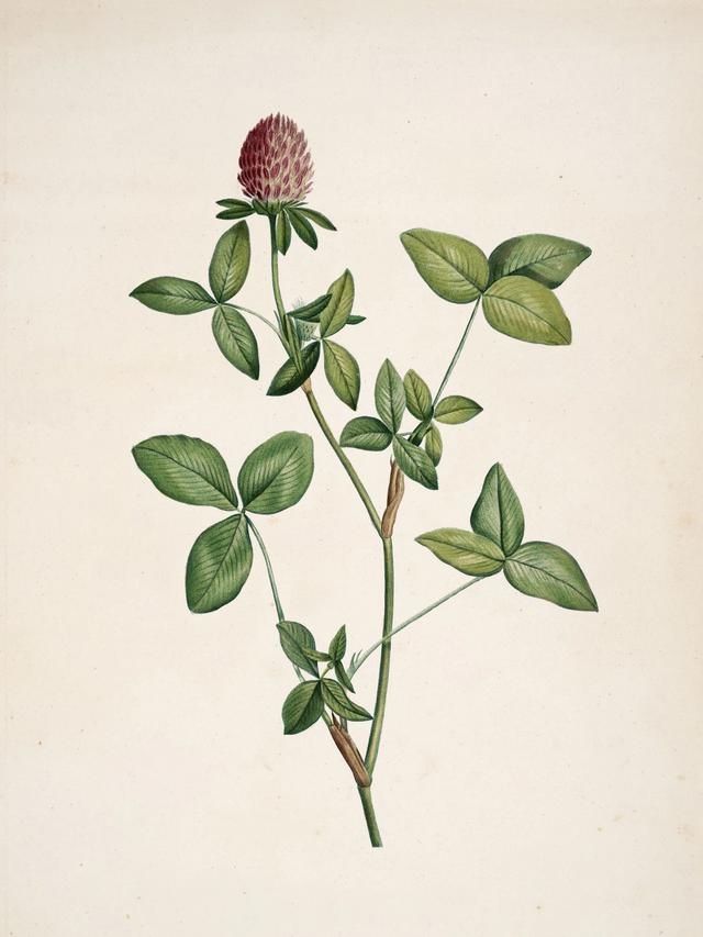 Drawing by Pierre-Joseph Redouté, 1905