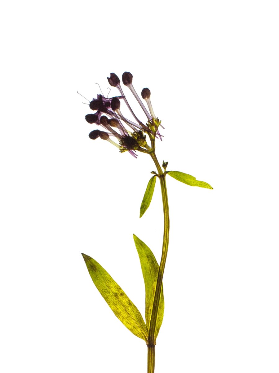 Piran, Slovenia, 09/2022