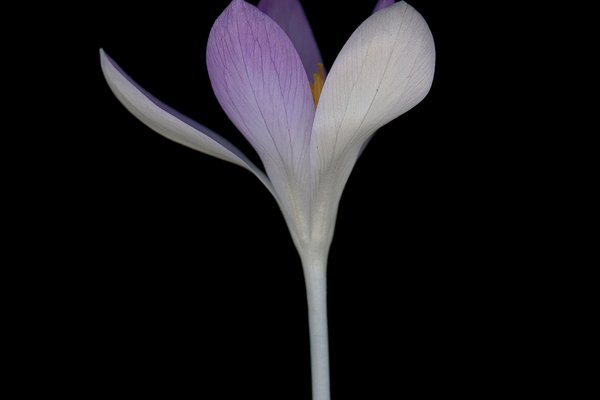 München, Germany, 03/2026