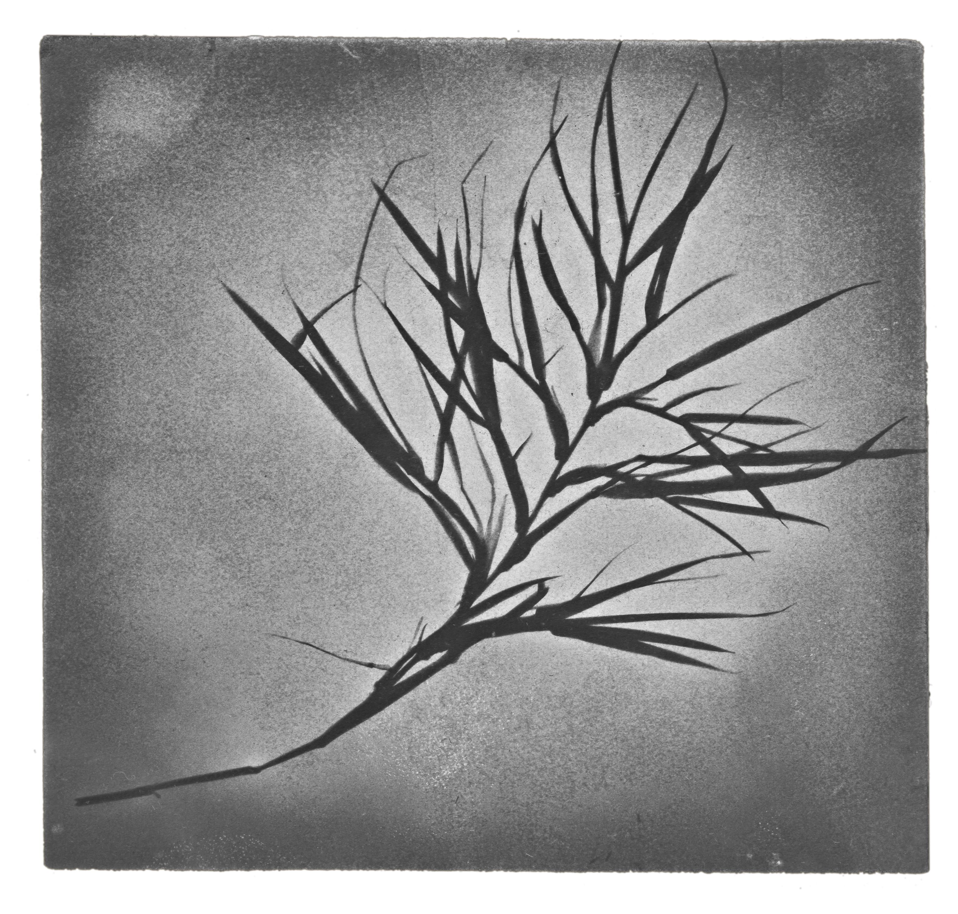 Calotype