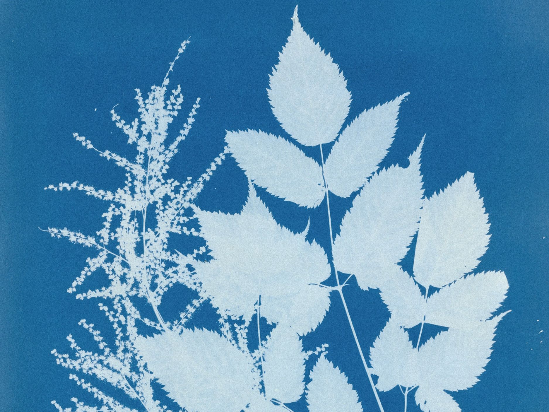 Spirae Aruncus, Anna Atkins, 1851-1854