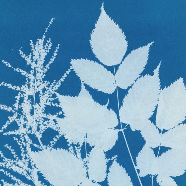 Cyanotype printing